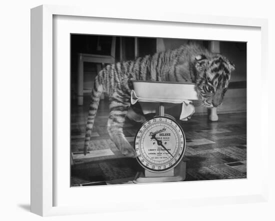 Rajpur, a Tiger Cub, Being Weighed on a Scale-Alfred Eisenstaedt-Framed Photographic Print