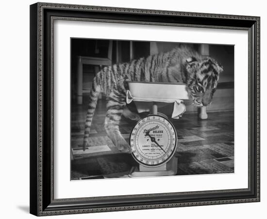 Rajpur, a Tiger Cub, Being Weighed on a Scale-Alfred Eisenstaedt-Framed Photographic Print