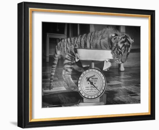 Rajpur, a Tiger Cub, Being Weighed on a Scale-Alfred Eisenstaedt-Framed Photographic Print