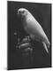 Photographic Print