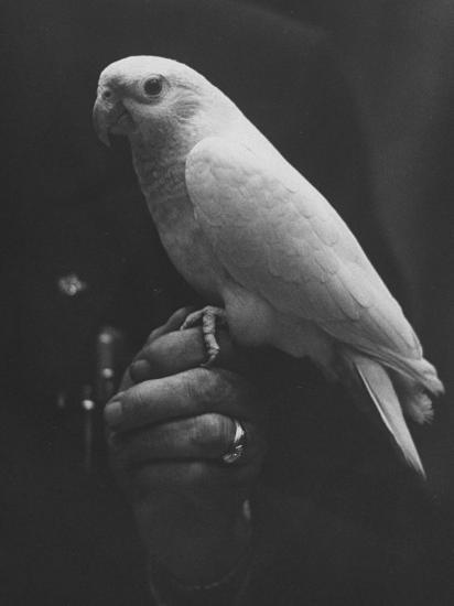 Photographic Print, , large