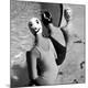 Premium Photographic Print