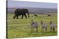 Stretched Canvas Print