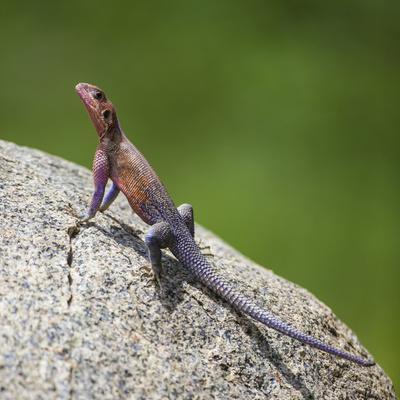  Wee Blue Coo Photo Animal Iguana Lizard Reptile Scales Spines  Unframed Wall Art Print Poster Home Decor Premium: Posters & Prints