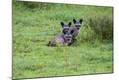 Photographic Print