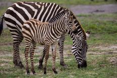 Africa. Tanzania. Female Zebra with colt, Serengeti National Park.-Ralph H. Bendjebar-Photographic Print
