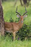 Africa. Tanzania. Male Impala Serengeti National Park.-Ralph H. Bendjebar-Photographic Print