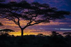 Africa. Tanzania. Grant's gazelle, Serengeti National Park.-Ralph H. Bendjebar-Photographic Print