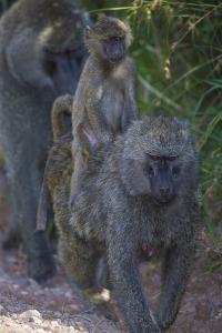 Africa. Tanzania. Olive baboon female with baby at Arusha National Park. by Ralph H. Bendjebar
