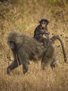 Africa. Tanzania. Olive baboon female with baby at Serengeti National Park. by Ralph H. Bendjebar