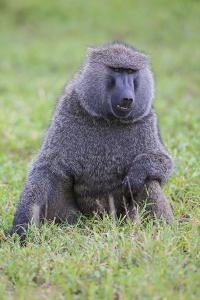 Africa. Tanzania. Olive baboon male at Arusha National Park. by Ralph H. Bendjebar