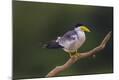 Photographic Print