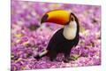 Premium Photographic Print