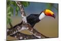 Premium Photographic Print