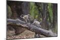 Premium Photographic Print