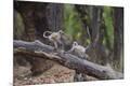 Premium Photographic Print