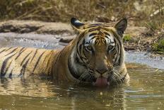 India. Male Bengal tiger enjoys the cool of a water hole at Bandhavgarh Tiger Reserve.-Ralph H. Bendjebar-Photographic Print