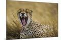 Premium Photographic Print