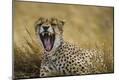Premium Photographic Print
