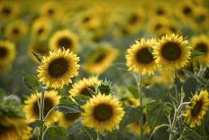 Sunflowers-Ralph Richter-Framed Photographic Print