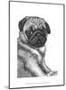 Ralph the Pug-Beth Thomas-Mounted Art Print