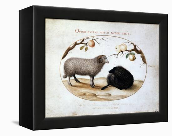 Ram, Black Sheep and Two Apple Branches, 16th Century-Joris Hoefnagel-Framed Premier Image Canvas