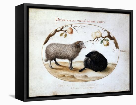 Ram, Black Sheep and Two Apple Branches, 16th Century-Joris Hoefnagel-Framed Premier Image Canvas