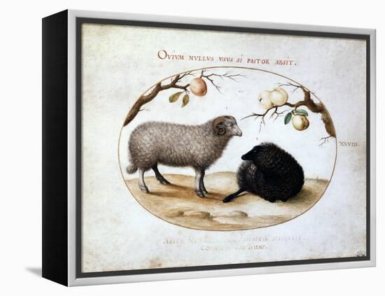 Ram, Black Sheep and Two Apple Branches, 16th Century-Joris Hoefnagel-Framed Premier Image Canvas