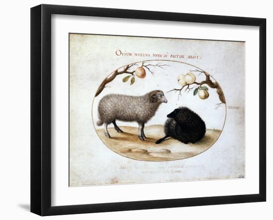 Ram, Black Sheep and Two Apple Branches, 16th Century-Joris Hoefnagel-Framed Giclee Print