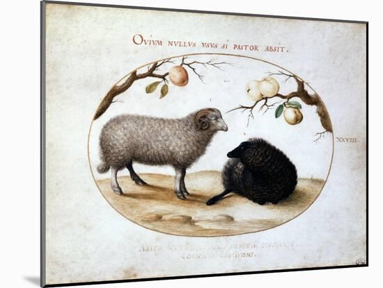 Ram, Black Sheep and Two Apple Branches, 16th Century-Joris Hoefnagel-Mounted Giclee Print