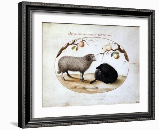 Ram, Black Sheep and Two Apple Branches, 16th Century-Joris Hoefnagel-Framed Giclee Print