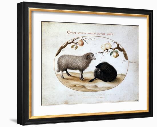 Ram, Black Sheep and Two Apple Branches, 16th Century-Joris Hoefnagel-Framed Giclee Print