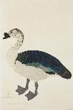 A Comb Drake (Sarkidiornis Melanota), C.1780-Ram Das-Framed Giclee Print