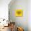 Ram Head Yellow Mesh-Lisa Kroll-Premium Giclee Print displayed on a wall