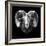 Ram Head-Lisa Kroll-Framed Premium Giclee Print