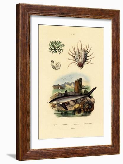 Ram's Horn Squid, 1833-39-null-Framed Giclee Print