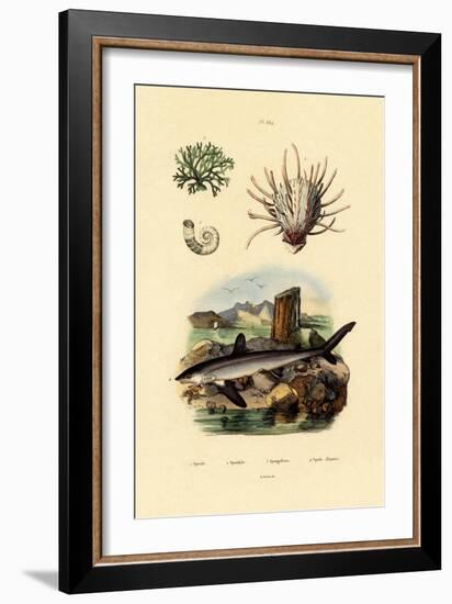 Ram's Horn Squid, 1833-39-null-Framed Giclee Print