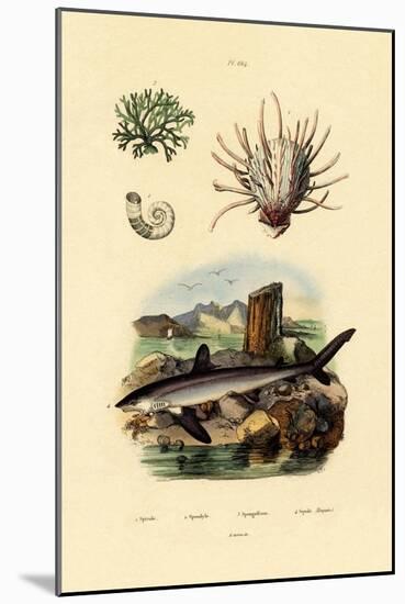 Ram's Horn Squid, 1833-39-null-Mounted Giclee Print