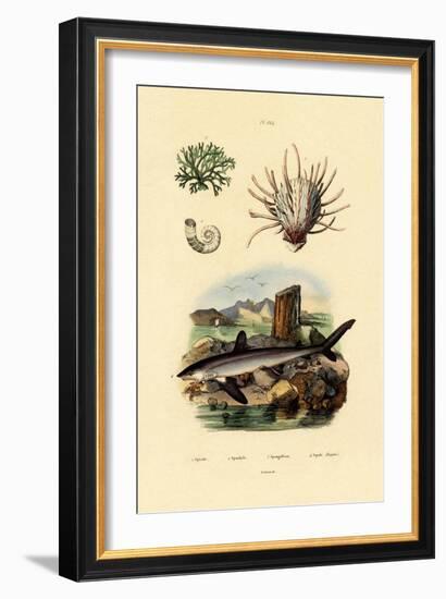 Ram's Horn Squid, 1833-39-null-Framed Giclee Print