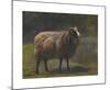 Ram-Rosa Bonheur-Mounted Premium Giclee Print