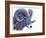 Ram-Michelle Faber-Framed Giclee Print