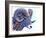 Ram-Michelle Faber-Framed Giclee Print