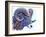 Ram-Michelle Faber-Framed Giclee Print