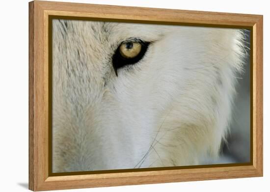 Ramah, New Mexico, United States. Wild Spirit Wolf Sanctuary-Julien McRoberts-Framed Premier Image Canvas