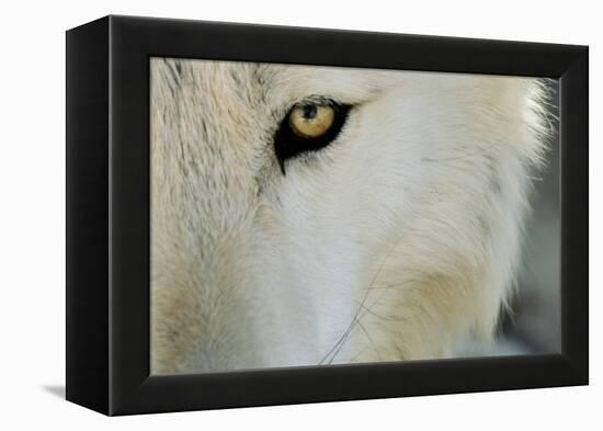 Ramah, New Mexico, United States. Wild Spirit Wolf Sanctuary-Julien McRoberts-Framed Premier Image Canvas