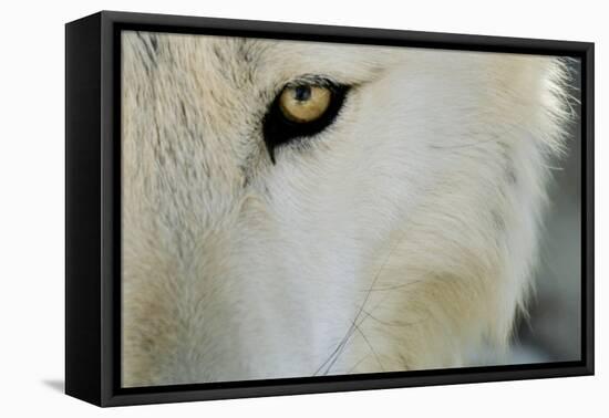 Ramah, New Mexico, United States. Wild Spirit Wolf Sanctuary-Julien McRoberts-Framed Premier Image Canvas