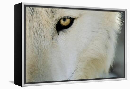 Ramah, New Mexico, United States. Wild Spirit Wolf Sanctuary-Julien McRoberts-Framed Premier Image Canvas