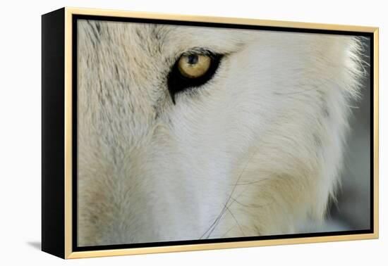 Ramah, New Mexico, United States. Wild Spirit Wolf Sanctuary-Julien McRoberts-Framed Premier Image Canvas