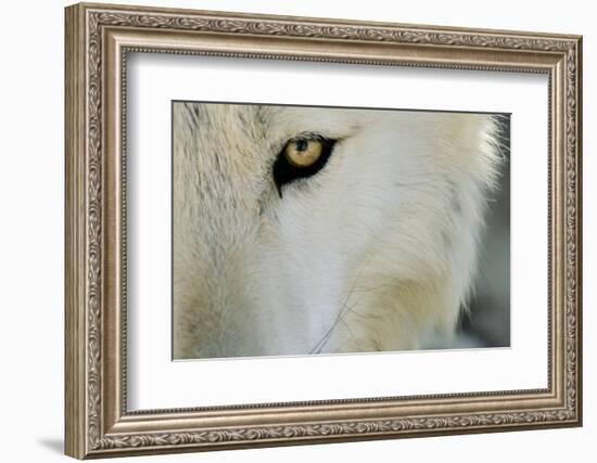 Ramah, New Mexico, United States. Wild Spirit Wolf Sanctuary-Julien McRoberts-Framed Photographic Print