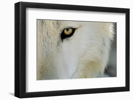 Ramah, New Mexico, United States. Wild Spirit Wolf Sanctuary-Julien McRoberts-Framed Photographic Print